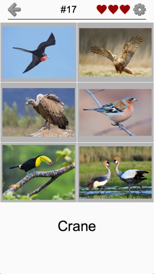 Bird World - Quiz about Famous Birds of the Earth(圖2)-速報App