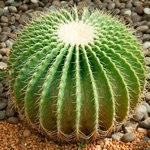 easyLearn Adaptations in Plants  Life Science HD