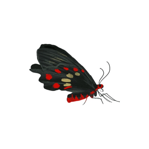 Insect Package stickers by Hasan