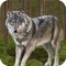 Wild Shimmering Wolf Huntman