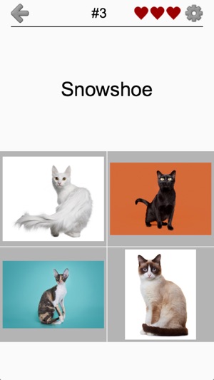 Cats Quiz - Guess Photos of All Popular Cat Breeds(圖2)-速報App