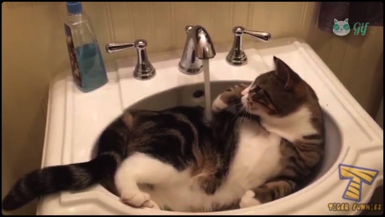 Cat GIF TV screenshot-3