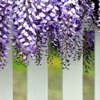 Wisteria Wallpapers HD- Quotes Backgrouds