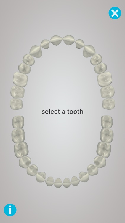 Dental Corpus Anatomy