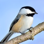 Chickadee Sounds