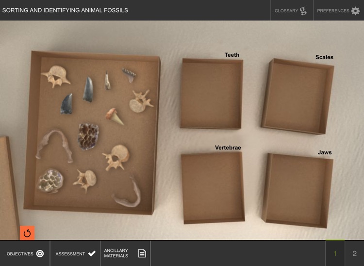 Analysis of Fossil Evidence