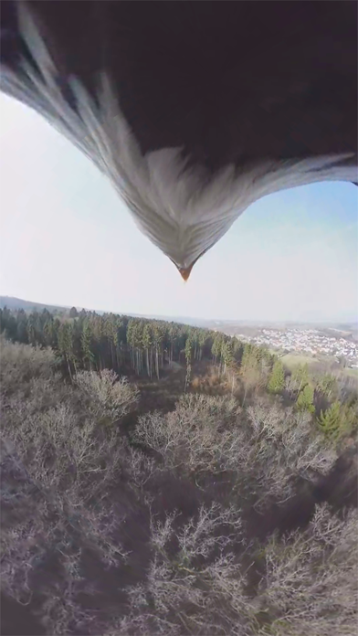 VR Fly With A Real Bald Eagle Virtual Reality 360のおすすめ画像3