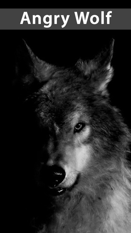 Amazing Wolf Wallpapers