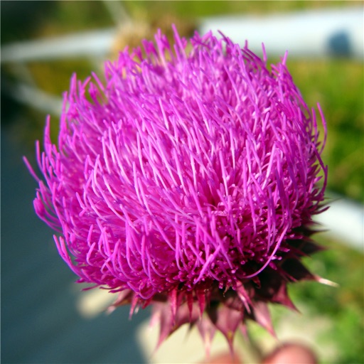 Milk Thistle Health Benefits-Herbal Remedies Guide