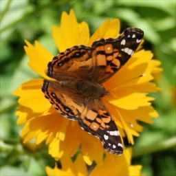 Butterflies in Austin