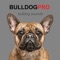 Real Bulldog sounds app provides you Bulldog barking sounds for Bulldogs and dog sounds at your fingertips