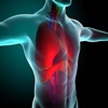 Human Respiratory System Quiz