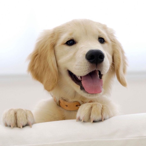 Cute Puppies animal Wallpapers, photos and Images iOS App
