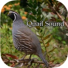 Top 45 Entertainment Apps Like Quail Sound – California, Jungle Bush, Bob White - Best Alternatives