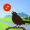 Listen to and learn hundreds of bird songs and calls from across the continental United States, with up to 34 seconds of song for each bird, and alternative recordings for some birds