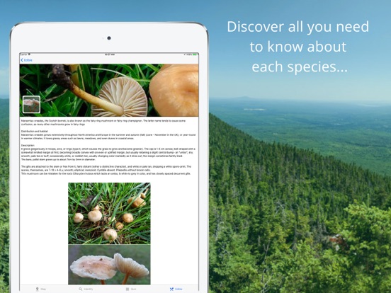 Mushroom Identificator screenshot 4