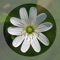 Icon Mobile Flora - Wild Flowers