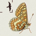 British  Irish Butterflies