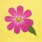 Help florist manage the details of flowers and other things that they have sold belonging to different categories with the help of this easy to use, amazing and ads free app