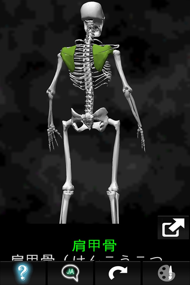 Bones 3D (Anatomy) screenshot 4