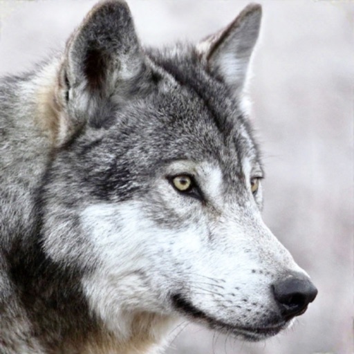 Wild Wolf Animals Simulator 3d iOS App
