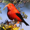 John P. Hoover - Bird ID Hawaii アートワーク