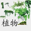 Icon 植物百科-汇聚数千种常见植物