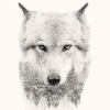 Icon Wolf Backgrounds HD