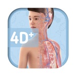 Humanoid 4D