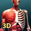 人体解剖学 3D