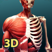 人体解剖学 3D