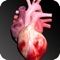 It shows a three-dimensional model of the circulatory system and a description of all of them