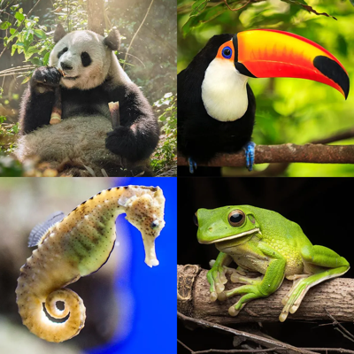 Tiere Quiz - Lerne Zoo Trivia