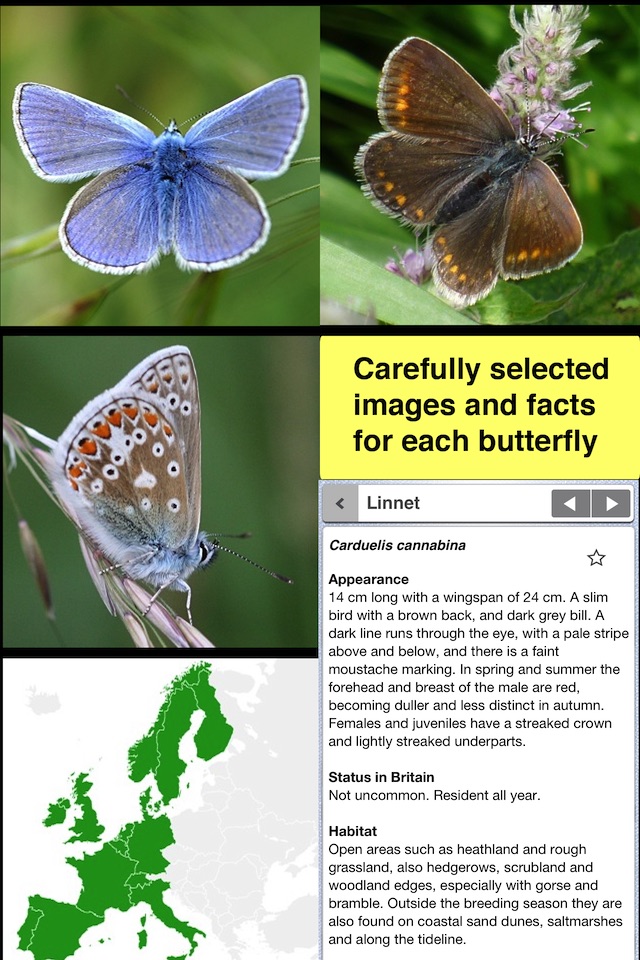 Butterfly Guide - Europe screenshot 2