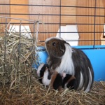 Happy Guinea Pig