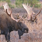 Top 28 Sports Apps Like Bull-Cow Moose Hunting Calls - Best Alternatives