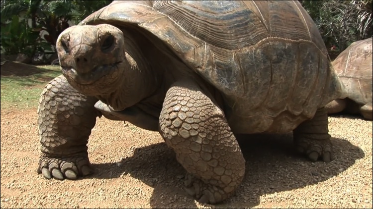 Video Touch - Wild Animals screenshot-4