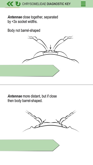 Leaf Beetle ID Guide screenshot 4