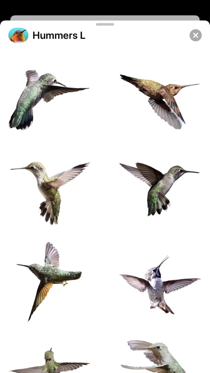 Hummingbirds - Large (Retina) screenshot-5