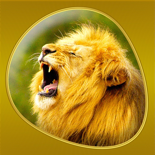 Animals 360 Gold icon