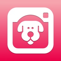 DogCam - Dog Selfie Camera