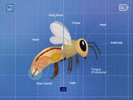 Game screenshot Life of a Bee hack