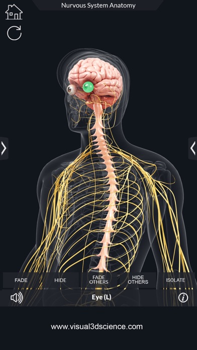 My Nervous System Anatomy screenshot 4