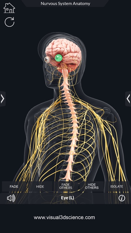 My Nervous System Anatomy screenshot-3