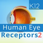 Human Eye Receptors 2
