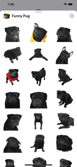 Funny Pug(圖1)-速報App