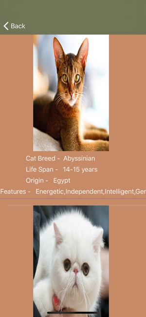 Cat Breeds - Identify your Cat(圖5)-速報App