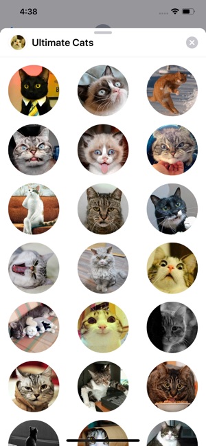 Ultimate Cats Sticker Pack(圖4)-速報App