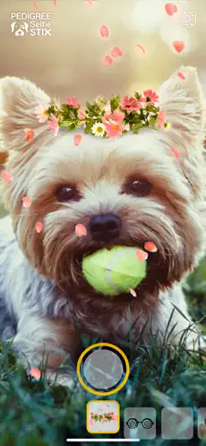 Screenshot 1 Pedigree SelfieSTIX iphone