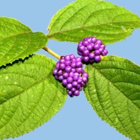 Rainforest Plants of Australia pour PC